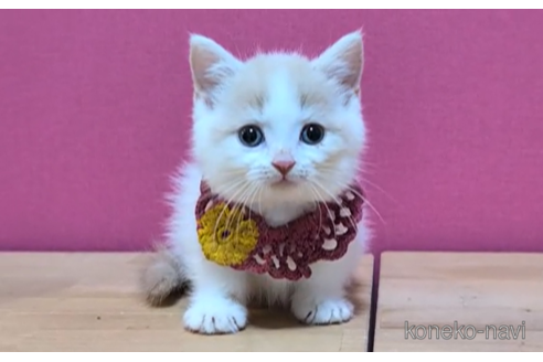 成約済の東京都のマンチカン(短足)-104476の5枚目